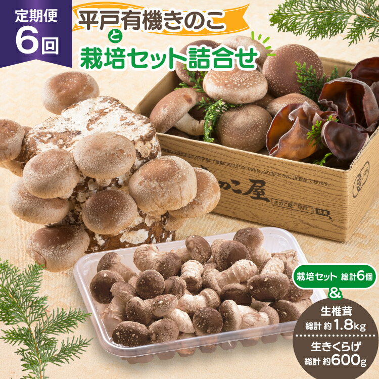 【ふるさと納税】きのこ しいたけ きくらげ 椎茸菌床 生椎茸 生きくらげ セット 6回 定期便 [きのこ屋 長崎県 平戸市 hr42bgy410155] 有機 有機JAS 有機栽培 有機きのこ 有機しいたけ 栽培キット 栽培セット ギフト セット