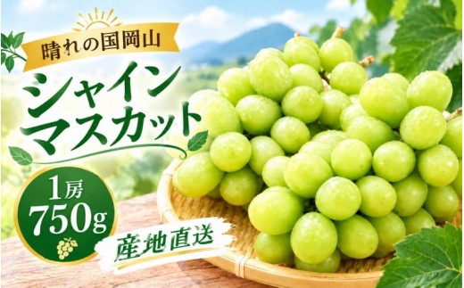 
                  【2026年先行予約】晴れの国岡山 特大シャインマスカット 1房750g以上 数量限定 産地直送 ｜ シャインマスカット しゃいんますかっと シャインマスカット 果物 フルーツ マスカット ますかっと くだもの 先行予約 ブドウ 葡萄 ぶどう大粒 岡山県産 ぶどう シャインマスカット マスカット しゃいんますかっと 葡萄 くだもの【hnds016】
                