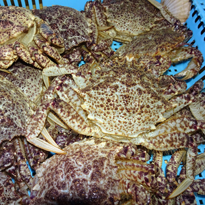 《訳あり》青森県 陸奥湾産 活トゲクリガニ(オス) 約2kg (5～8杯) 【琉宝丸】 F21J-179