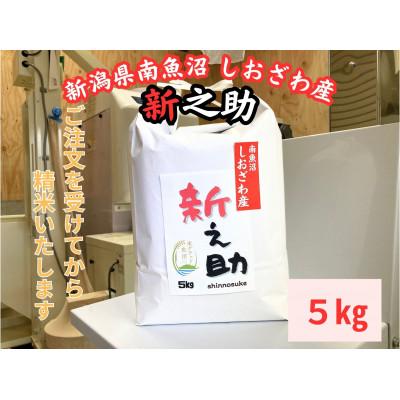 ふるさと納税 南魚沼市 新潟県南魚沼産　新之助　5kg　大粒でツヤがあるこれまでにないお米