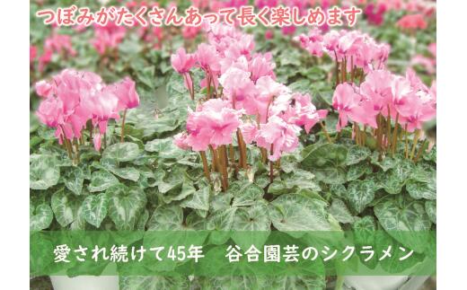 【ふるさと納税】0010‐026　芳香シクラメン（ピンク系　6号鉢）
