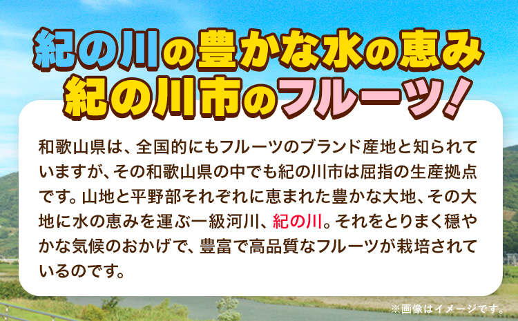 いちじく 完熟いちじく 約600g (300g×2パック) お試し パック いちじく イチジク 無花果 紀の里農業協同組合《2025年9月上旬-11月上旬頃出荷》 和歌山県 紀の川市 青果物 果物 く