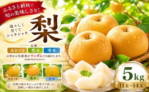 
                  梨 なし ナシ 約5kg 11玉から14玉 【2026年 8月下旬発送】品種おまかせ くだもの 果物 フルーツ nasi 旬 新鮮 完熟 先行予約 数量限定 産地直送 農家直送 幸水 豊水 あきづき プレゼント ギフト 贈り物 有機肥料 15000円 冷蔵 鈴木園 神奈川 湘南 藤沢
                