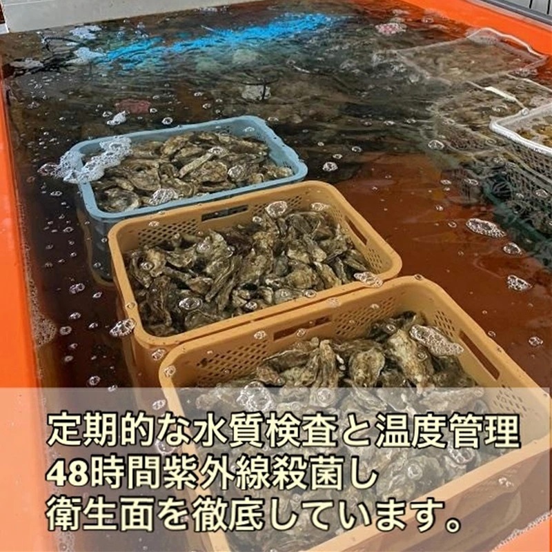 ＼先行予約／北海道 仙鳳趾産 牡蠣 150g～199g×35コ＋かきナイフ付きかき漁師直送 K1-8＜出荷時期：2025年10月1日ごろ～順次出荷予定＞_イメージ4