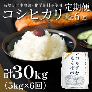 【定期便6回】 新米 米 コシヒカリ 計30kg 5kg×6回 精米したて お米 定期便  (四国 徳島県 小松島 白米 栽培期間中無農薬 ふるさと納税 おいしい こめ おこめ 精米 国産 限定 ごはん ご飯 白飯 ゴハン ふるさと ランキング 人気 送料無料 国産 TKG 卵かけご飯 おにぎり いのち育む田んぼ米 生物多様性【北海道･東北･沖縄･離島への配送不可】 米 コシヒカリ 米 コシヒカリ 米 コシヒカリ 米 コシヒカリ 米 コシヒカリ 米 コシヒカリ 米 コシヒカリ 米 コシヒカリ 米 コシヒカリ