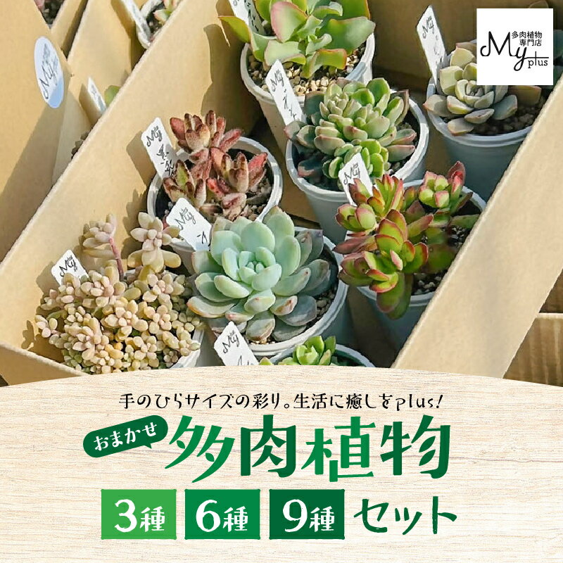 【ふるさと納税】＜セット数が選べる＞ おまかせ 多肉植物 アソート 3種 ～ 9種 多肉 植物 癒し 初心者 育成 緑の癒し 観葉植物 グリーン 苗 2号サイズ インテリア 数量限定 期間限定 MYplus 鹿屋市 おすすめ ランキング プレゼント ギフト