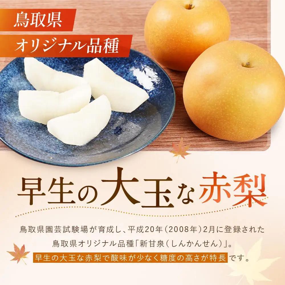  新甘泉 約2kg 先行予約 数量限定 鳥取県産 梨 梨