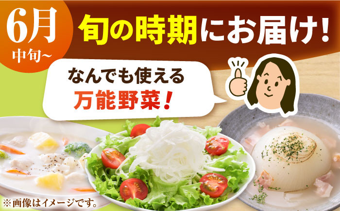 玉ねぎの名産地！佐賀県白石町からお届け！