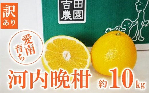 訳あり 河内晩柑 10kg 12000円 みかん わけあり かわちばんかん 愛南ゴールド あいなん ゴールド 夏 文旦 グレープフルーツ 和製 家庭用 産地直送 国産 農家直送 期間限定 数量限定 ビタミン 健康 おいしい 特産品 ゼリー ジュース 人気 限定 さわやか 甘い フルーツ 果物 柑橘 蜜柑 規格外 吉田農園 愛南町 愛媛県