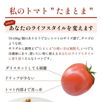 【限定出荷】"たまとま"＋カラーミニトマト(約4kg)《 野菜 トマト ミニトマト カラートマト 期間限定 送料無料 おすすめ 美味しい セット とまと ふるさと納税 》【2401C12101】