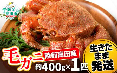 先行予約 【毛ガニ 約400g×1匹】 陸前高田産 毛ガニ 生きたまま発送！ 【 かに カニ 魚介類 旬 鮮度抜群 産地直送 三陸産 】2025年2月下旬から発送予定