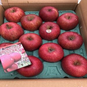 りんごと言えば、本場青森県産サンふじ　贈答用　約3kg　9個前後入り　農家直送　蜜入り期待大!【配送不可地域：離島】【1654735】