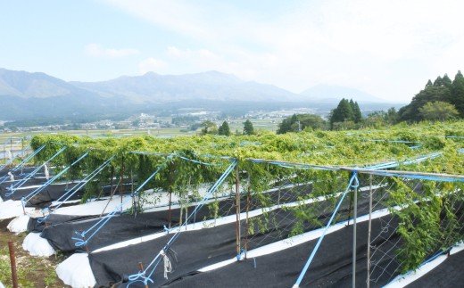 後藤農園の自然薯 ２本約1.5kg箱入り（700g〜800g×2本）