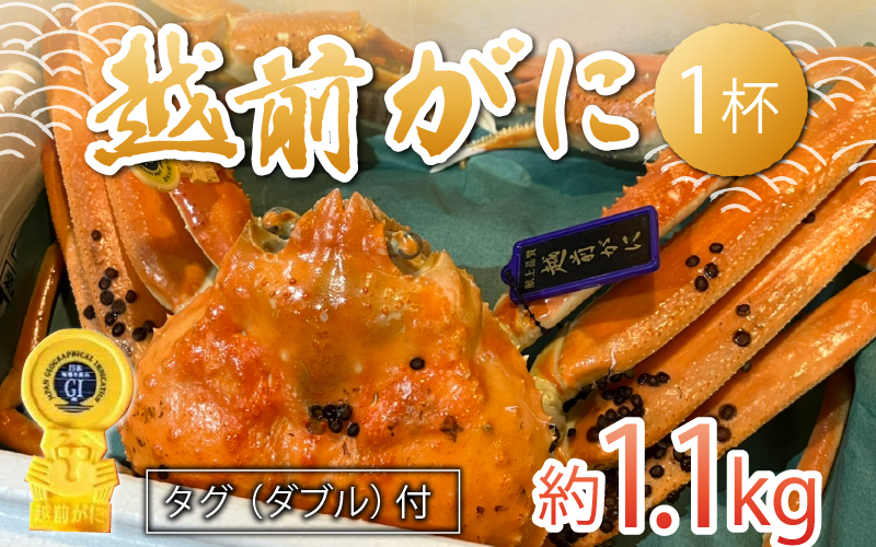 越前ずわいがに 約1.1kg×1杯 タグ（ダブル）付 [L-044003]