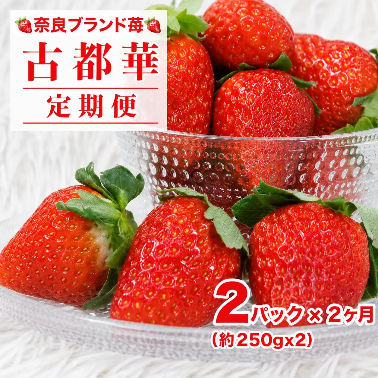 【先行予約】【定期便 2回】いちご 古都華 250g×２パック ことか いちご