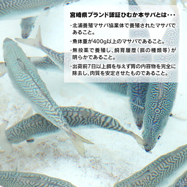 【内閣総理大臣賞受賞！】ひむか本サバ１尾(セミドレス)400ｇ以上 N025-YA0386_イメージ3