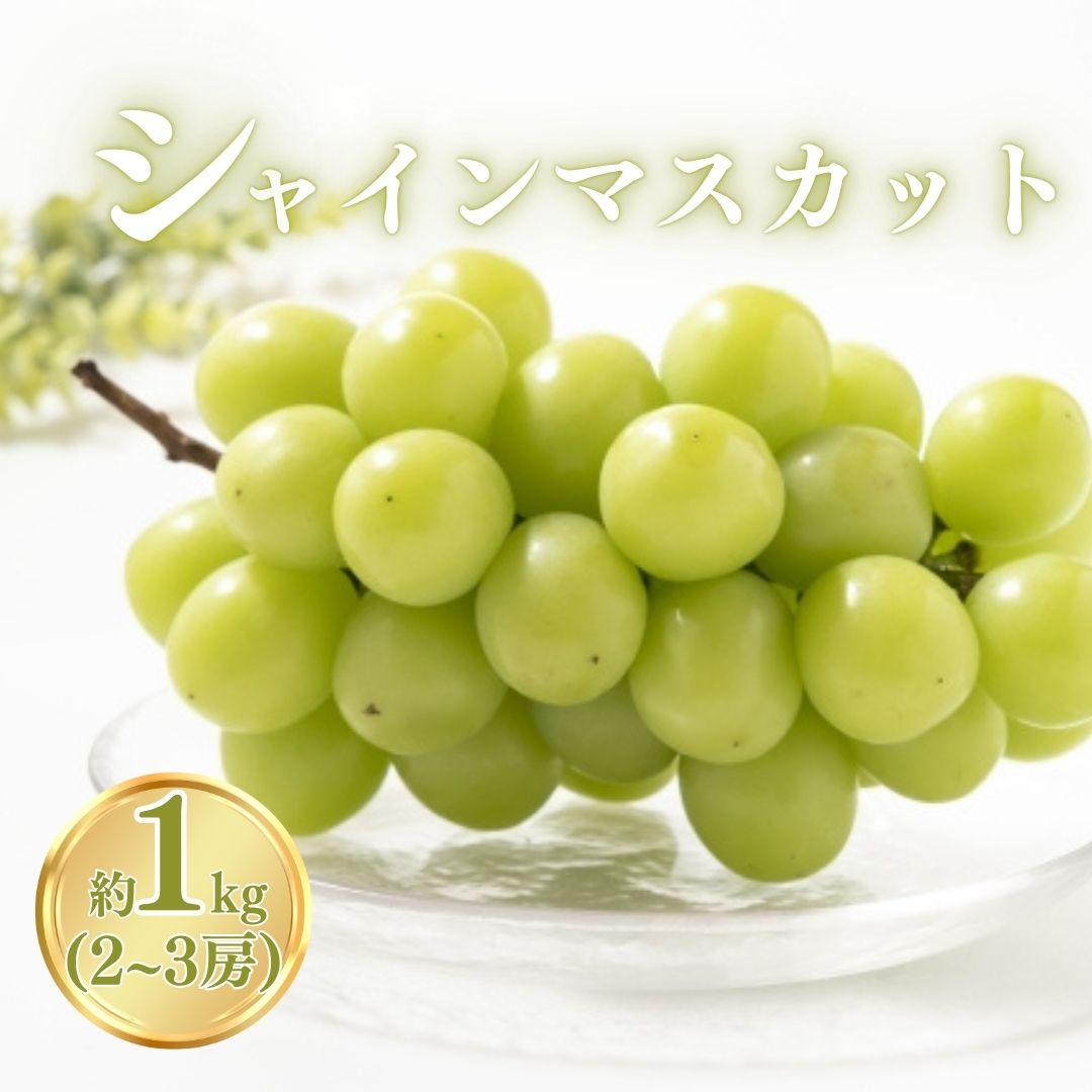 【ふるさと納税】【2026年先行予約】シャインマスカット 約1kg（2~3房）｜ぶどう 大粒 白ぶどう 種無し 皮ごと 信州 長野県 千曲市｜ぶどう 大粒 白ぶどう 種無し 皮ごと 信州 長野県 千曲市