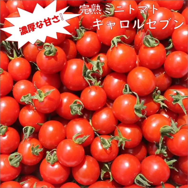【0138-3】完熟ミニトマト「キャロルセブン」《先行予約》2027年2月より順次発送予定