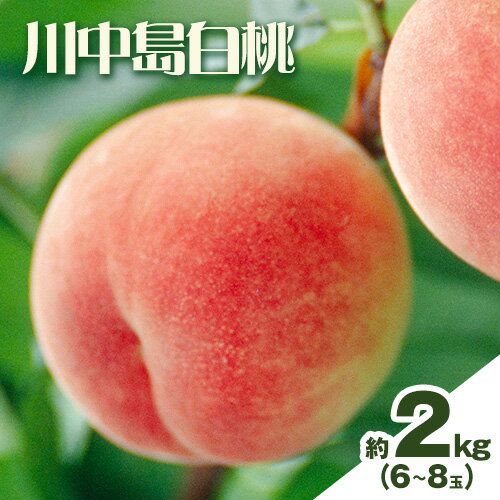【ふるさと納税】【2025年7月下旬発送】【先行予約】もも 桃 川中島白桃 2kg 6～8玉小寺農園《2025年7月下旬-8月上旬頃出荷》 岡山県 笠岡市 岡山県産 白桃 モモ 果物 フルーツ 先行予約