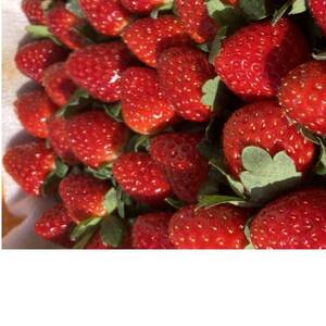 内浦いちご農園　古都華　270g×2パック【配送不可地域：離島・北海道・沖縄県】【1693515】