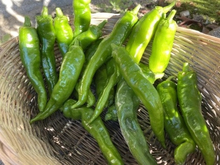 【先行予約・2026年7月発送】万願寺とうがらし（京野菜）1kg（目安30～35本） 261009_A-DA010