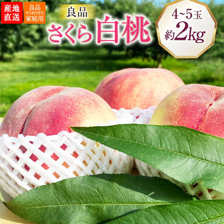 【ふるさと納税】 【2026年発送】桃 山梨 良品 朝どれ 硬い桃 さくら白桃 約2.0kg 4〜5玉 朝獲れ 大玉 さくら 白桃 もも 桃 モモ フルーツ 果物 山梨県産 産地直送 期間限定 季節限定 冷蔵 8月下旬から発送 [韮崎市桃農家の産直 山梨県 韮崎市 20745238]