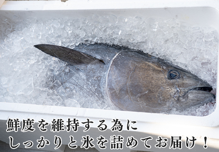 本マグロ(50kg以上)　1本