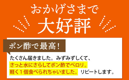 江北町産 たまねぎ 約6kg [HAE008]佐賀 玉ねぎ たまねぎ