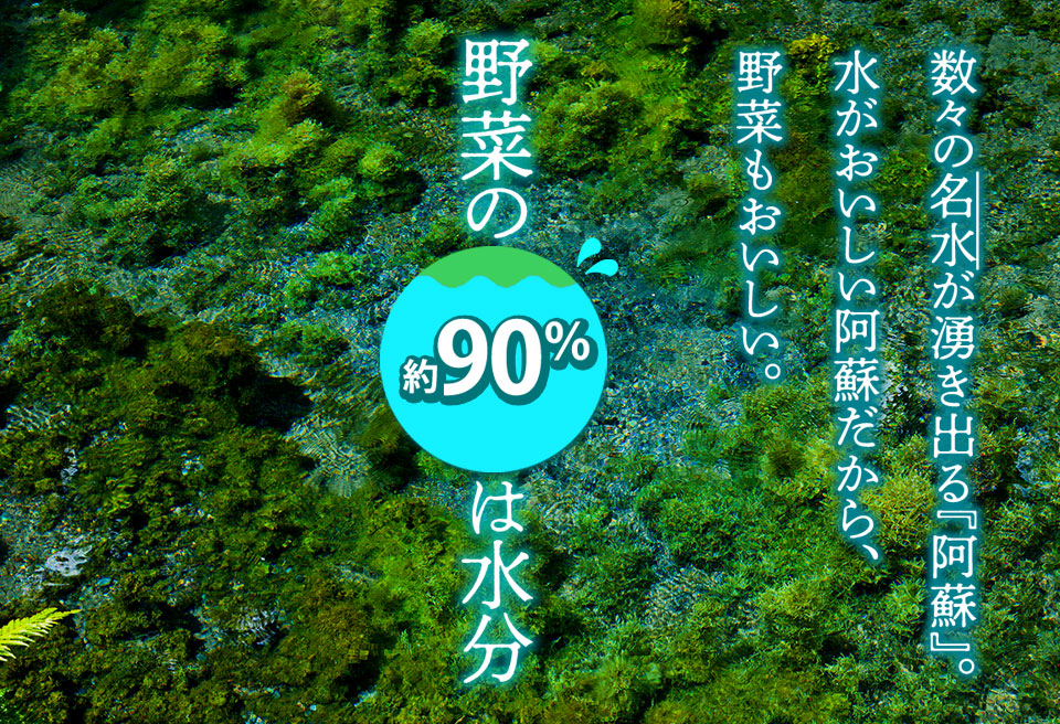 季節のお野菜セット Lサイズ 野菜 8～10品 詰め合わせ 新鮮 減農薬 旬 産地直送 採れたて 美味しい 人気 自然 安心 安全 旬 熊本 阿蘇 Lサイズ（8～11品）