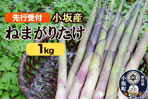《先行受付》小坂産 ねまがりだけ 1kg
