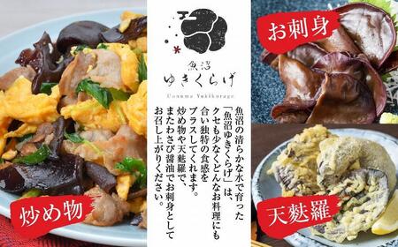 国産 乾燥 きくらげ 20g×4パック 計80g 小分け 栄養豊富 無農薬 無添加 オーガニック 自家栽培 雪国 魚沼ゆきくらげ キクラゲ 木耳 きのこ キノコ ビタミンＤ 肉厚 健康 食品 食物繊維