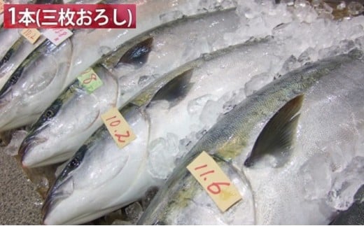 【ふるさと納税】 【先行予約】 期間限定 ひみ寒ぶり1本プラン（三枚おろし）【極み！とれとれ氷見】※配送エリア限定 富山 湾 寒ブリ 鰤 氷見 能登 国産 寒鰤