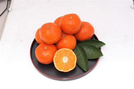 【さぬき讃フルーツ】小原紅早生ハウスみかん 化粧箱入り 約1.2kg (10～18玉入り)