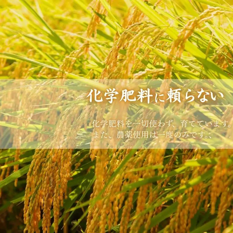 特別栽培米 令和８年産 減農薬コシヒカリ5kg 特別栽培米 【tkns011-02-cho】