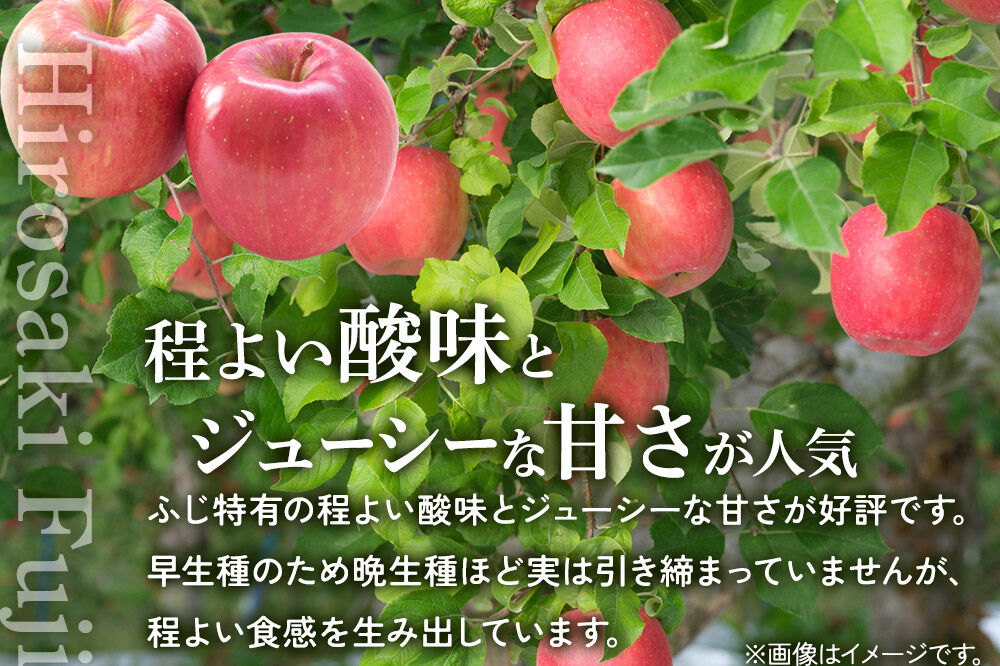 【26年10月発送】りんご ひろさきふじ 葉とらず【上級品】約3kg 贈答用 青森県 弘前市 果物 フルーツ 林檎 リンゴ くだもの ギフト 贈り物 [産地直送 アップル おいしい 果実 美味 甘い 