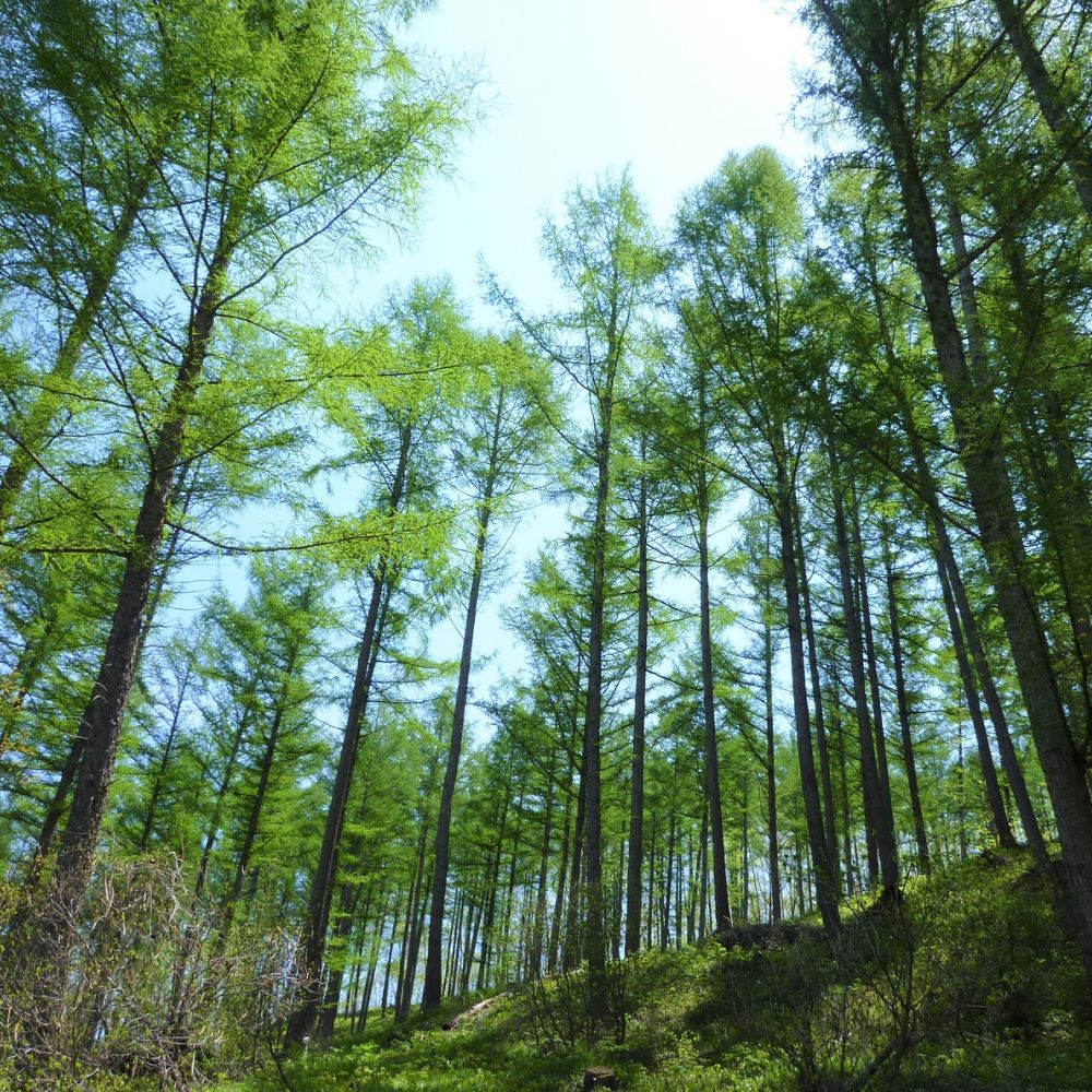 カーボンオフセット CO2（二酸化炭素）削減量 1t《足寄町》【北海道森林バイオマス吸収量活用推進協議会】CO2 CO2削減 二酸化炭素 SDGs 温暖化 環境 木片ペレット ゼロカーボン あしょろ 北海道[BEAS002]