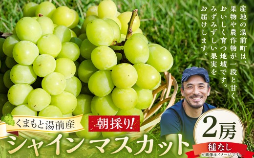 【 くまもと湯前産 】 朝採り! シャインマスカット （ 2房 ） シャイン マスカット ぶどう ブドウ 葡萄 くだもの 果物 フルーツ 果実 果汁 果肉 国産 熊本県産 冷蔵 【2026年9月上旬から下旬発送予定】