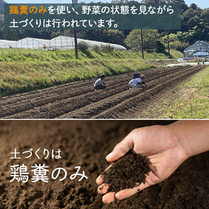 【栽培期間中、農薬・化学肥料不使用】桐島畑の季節野菜詰め合わせ(5種類)(定期便12か月コース)　Rfkh-A02 ／ やさい 国産野菜 四万十 高知 季節 フレッシュ 旬 無農薬 有機農業 野菜セッ
