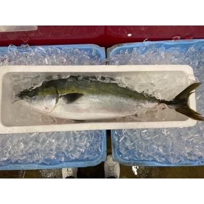 ふるさと納税 宮津市 寒ブリ(生)しゃぶしゃぶ用(1人前分個包装)