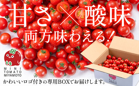 【2ヶ月定期便】ミニトマト とれたてミニトマト 2kg/月×2回 トマト 野菜 サラダ ダイエット おやつ パスタ マリネ 有機肥料 ミニトマト宮本《お申込み翌月から出荷》 熊本県 長洲町 送料無料 
