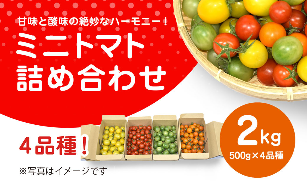 
            甘味と酸味の絶妙なハーモニー! ミニトマト 詰め合わせ 2kg（500g×4品種）/ ふるさと納税 やさい 野菜 とまと トマト ミニトマト 赤 黄 緑 茶色 カラフル 詰め合わせ 千葉県山武市 SMCA002
          