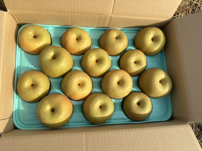 【先行予約】岸田農園の完熟梨 あきづき【5kg,8-20玉入り】 | 梨 なし 秋月 果物 フルーツ 完熟 ジューシー 秋 旬 産地直送 期間限定 季節限定 季節商品 送料無料 国産 栃木県 芳賀町 