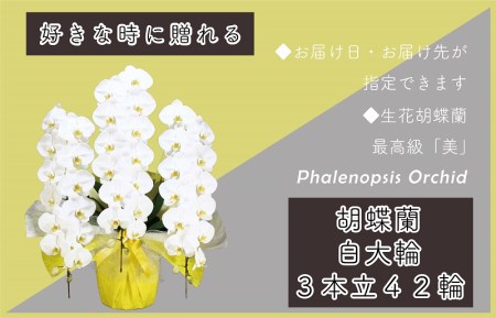 3本立て 胡蝶蘭 42輪～45輪 白色【木製大型木札 または メッセージカード 付き】