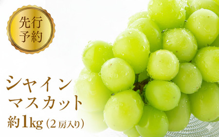 2026年産先行予約 ぶどう 先行予約 シャインマスカット 約1kg 2房入り 葡萄 ブドウ シャイン マスカット 果物 フルーツ デザート おやつ 種なし 信州 2026年秋発送 