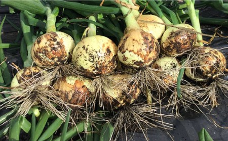 【柔らかくて甘い！】塩玉ねぎ（新玉ねぎ）約3kg（中玉） / 玉ねぎ 南島原市 / 長崎県農産品流通合同会社[SCB056]