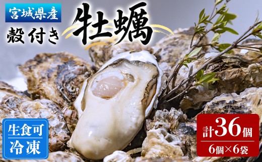殻付き牡蠣（生食用）冷凍 36個（約3kg） 生牡蠣 宮城県産 牡蛎 牡蠣 カキ かき 生食 オイスター カキフライ 牡蠣鍋 海鮮 国産 魚貝類 バーベキュー BBQ 【末永海産株式会社】ta680