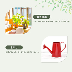 【観葉植物】オリーブの木60cm~80cm(Green Base/014-1385) 南国鹿児島県で育った 観葉植物!植物 鉢付 インテリア 室内 オフィス おしゃれ プレゼント ギフト 開店祝い 移