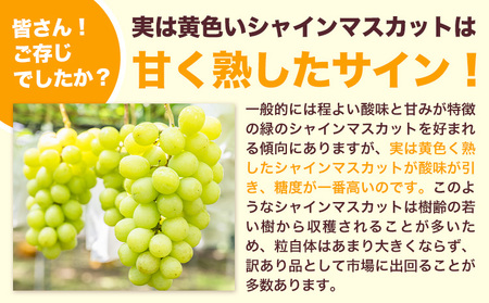 訳ありシャインマスカット プチシャインマスカット 約1kg(先行予約)《8月上旬-8月下旬頃出荷》シャインマスカットシャインマスカット