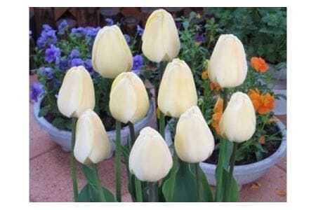 【期間限定】チューリップ球根（特大球） 70球入 新潟県花卉球根農業協同組合