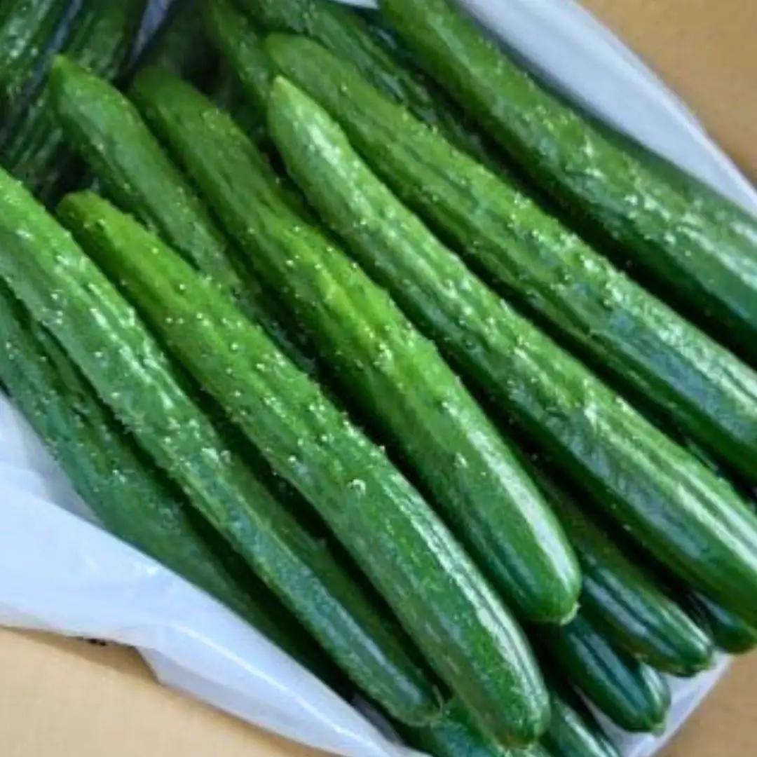 きゅうり 約4kg 朝獲れ 夏野菜 胡瓜 キュウリ 石川県 小松市 JAあぐり